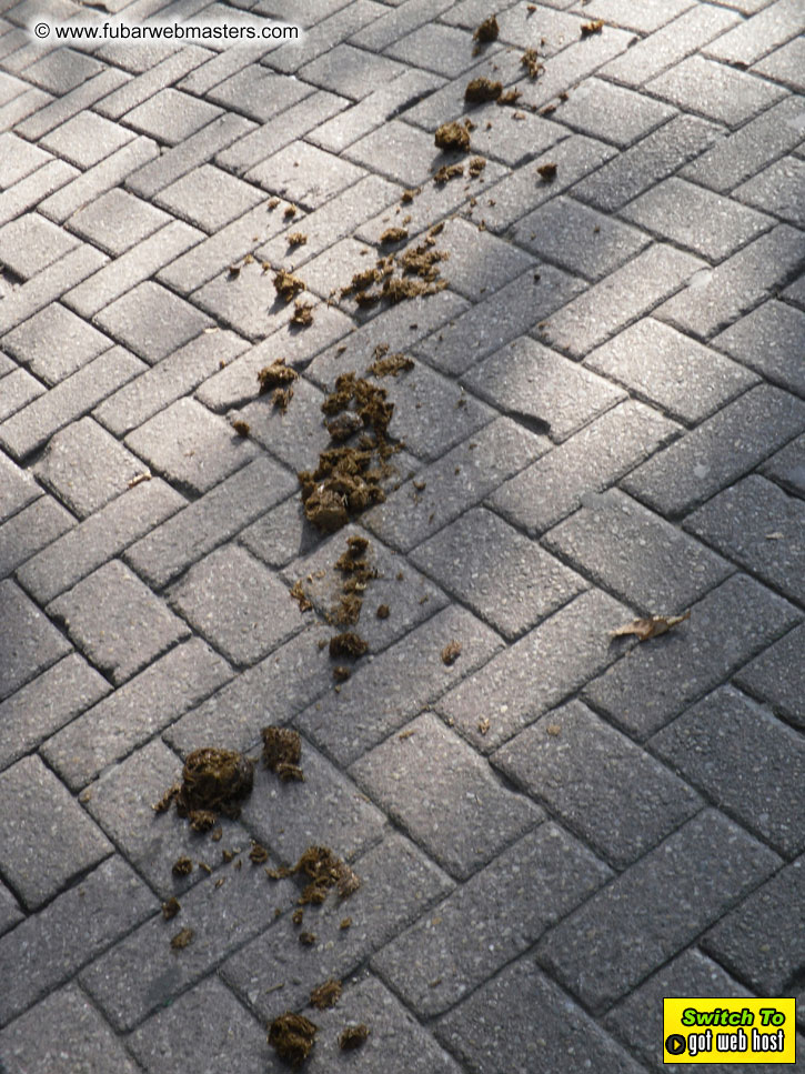 Baddog's view of Webmaster Access Amsterdam