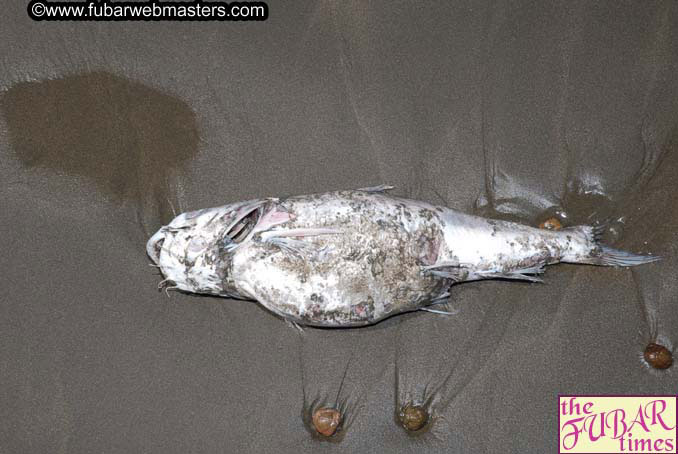 Jac? Fiesta Beach Resort