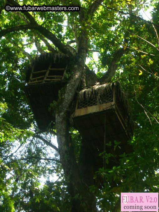 Rainforest Canopy Tours