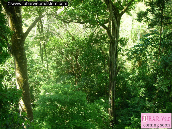 Rainforest Canopy Tours