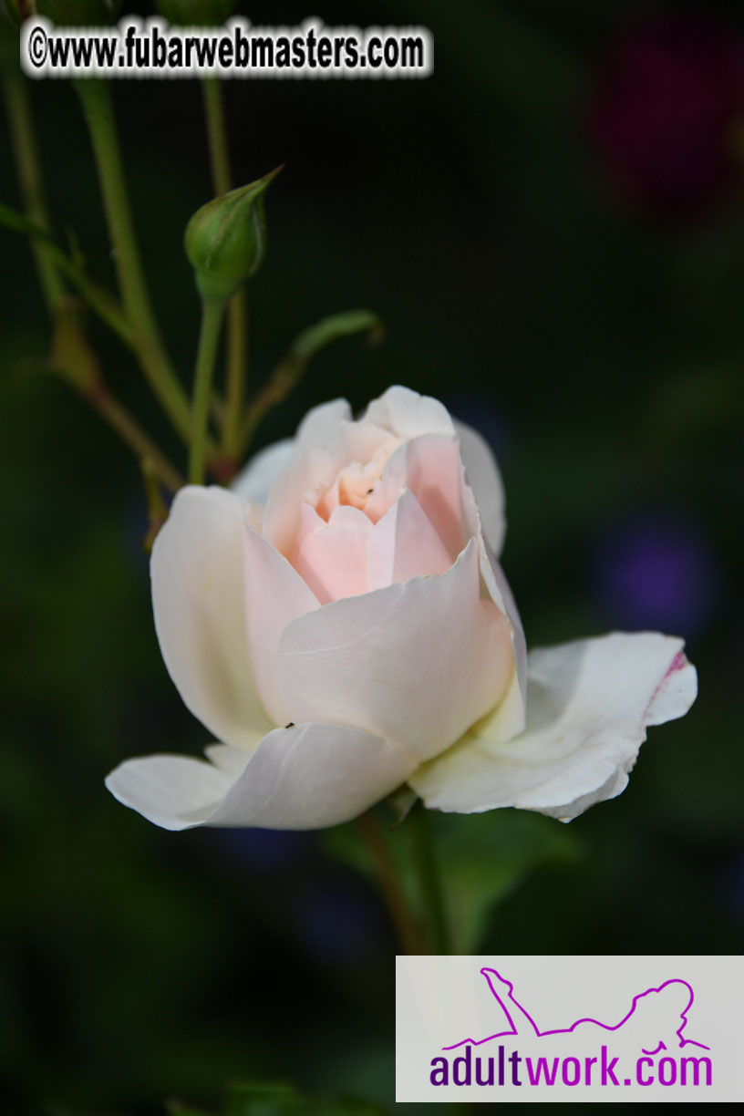 the Gaelic WWW Conference