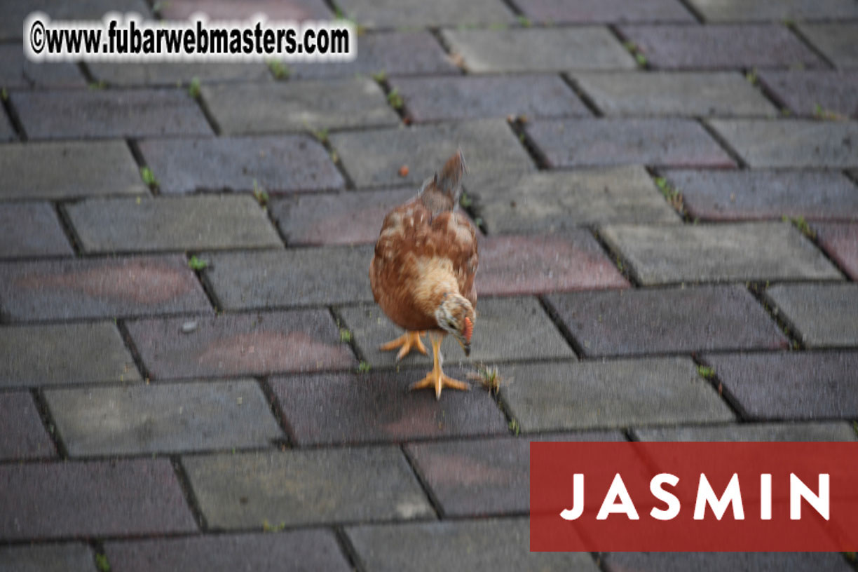 Jasmin Academy