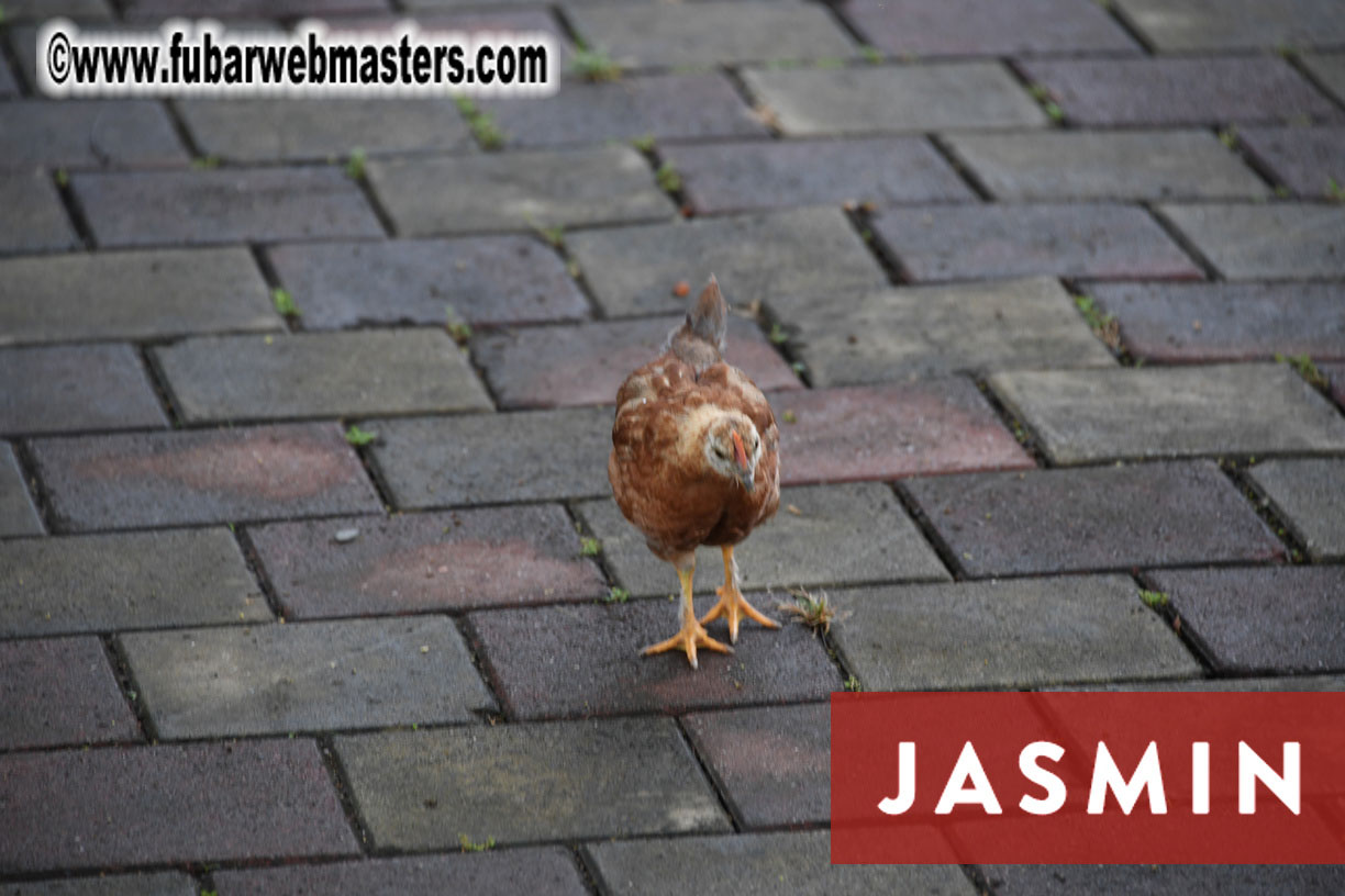 Jasmin Academy