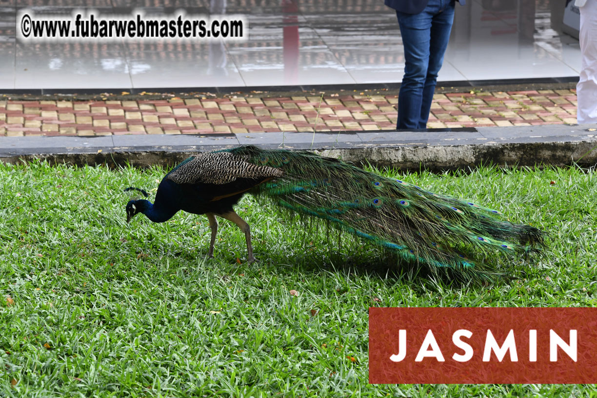 Jasmin Academy