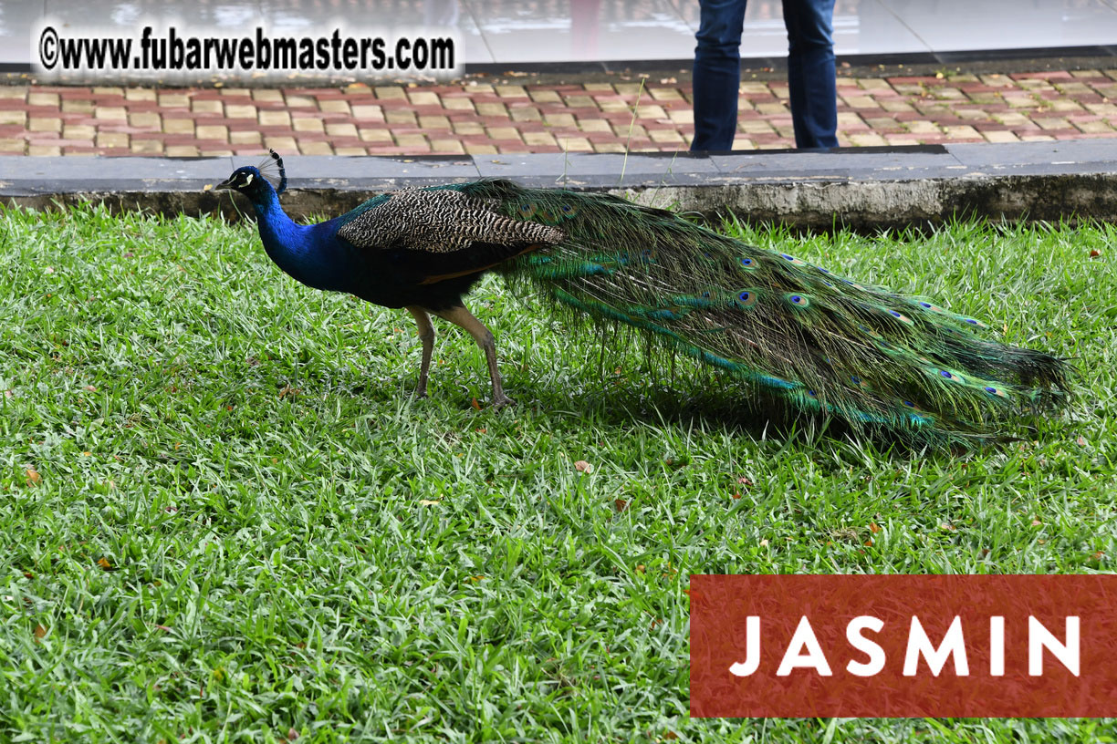 Jasmin Academy