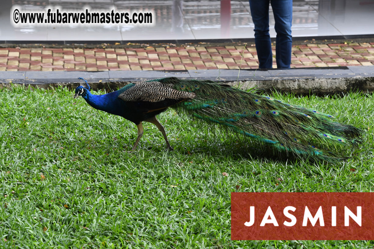 Jasmin Academy
