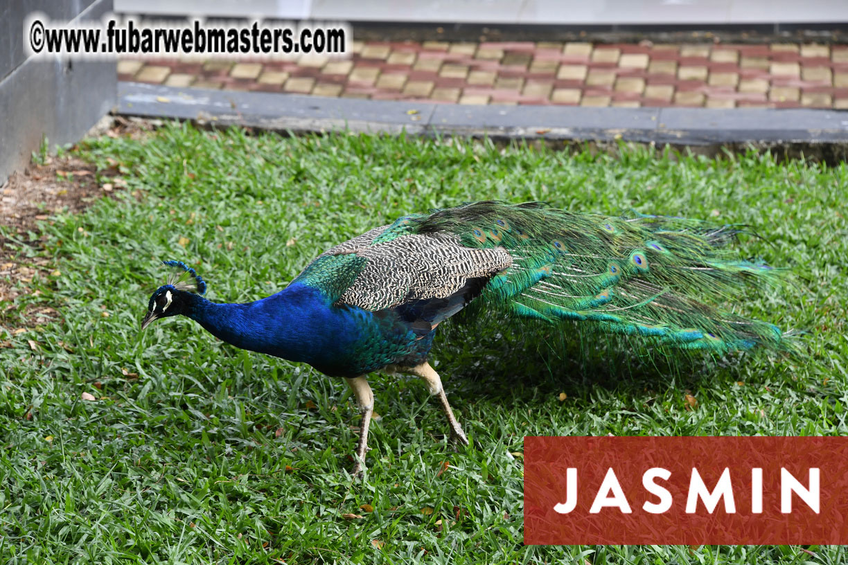 Jasmin Academy