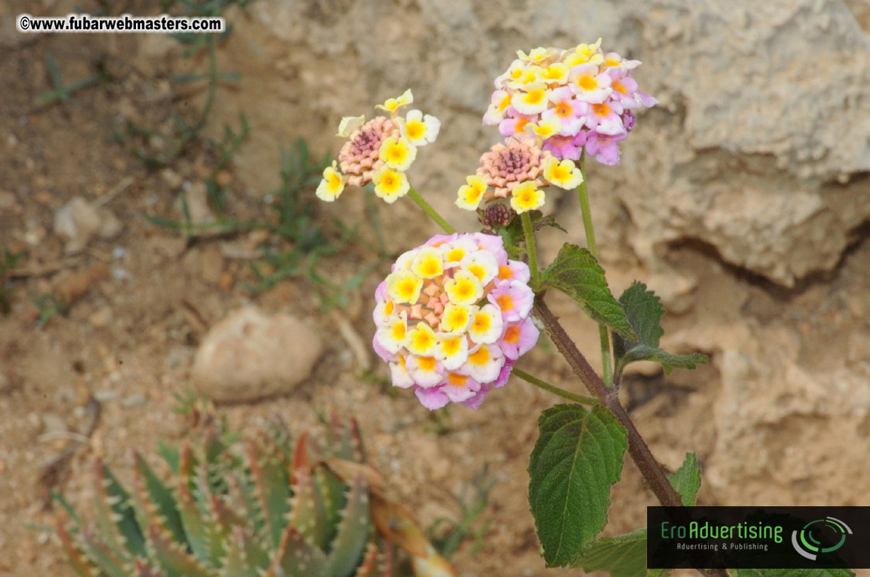 Arrivals, Registration and the Show