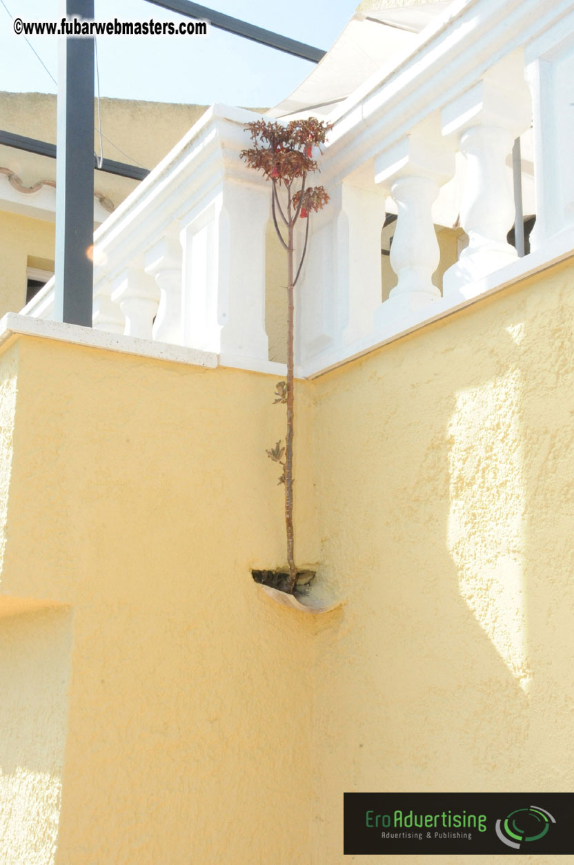 MOMO Afternoon Webmaster Party & BBQ