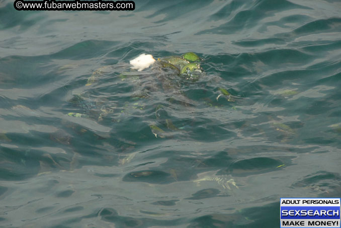 Speedboat Island Hopping