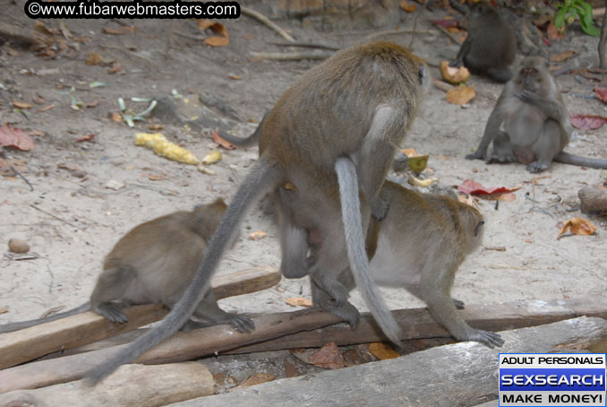 Speedboat Island Hopping