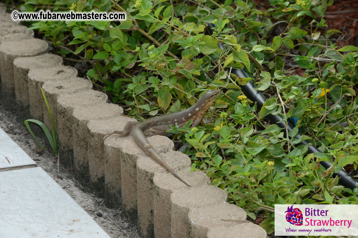 The Island Gathering Day 2