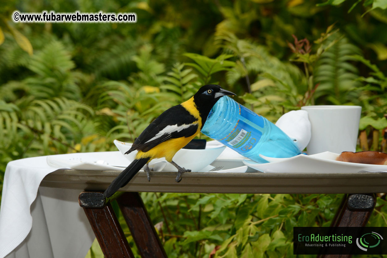 The Island Gathering Day 2