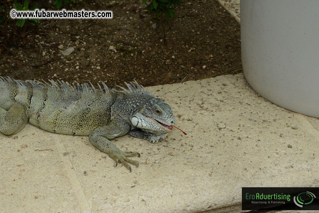 The Island Gathering Day 2