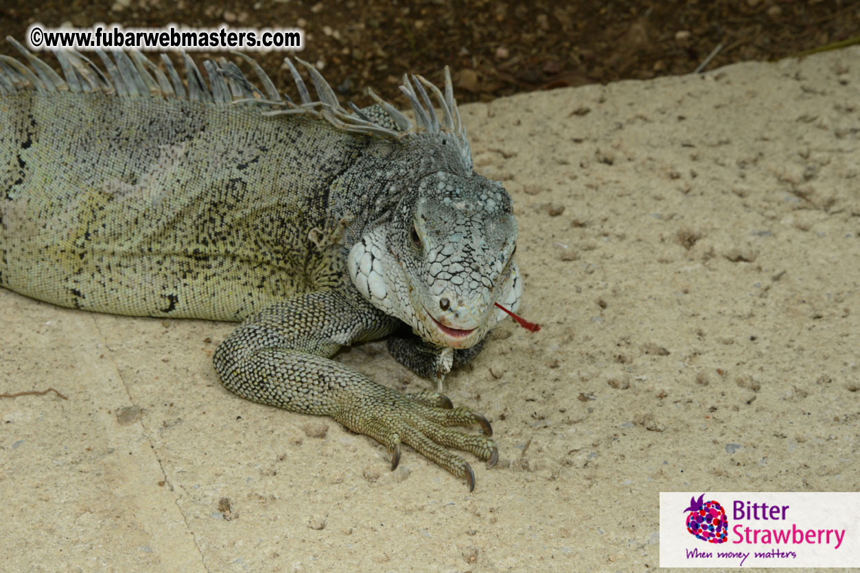 The Island Gathering Day 2