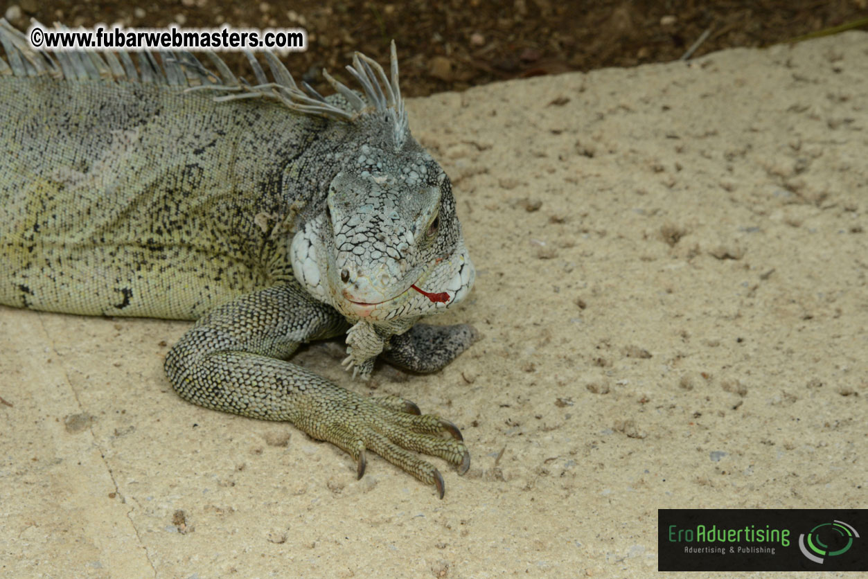 The Island Gathering Day 2