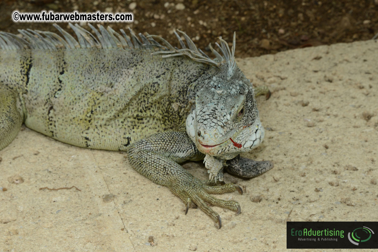 The Island Gathering Day 2