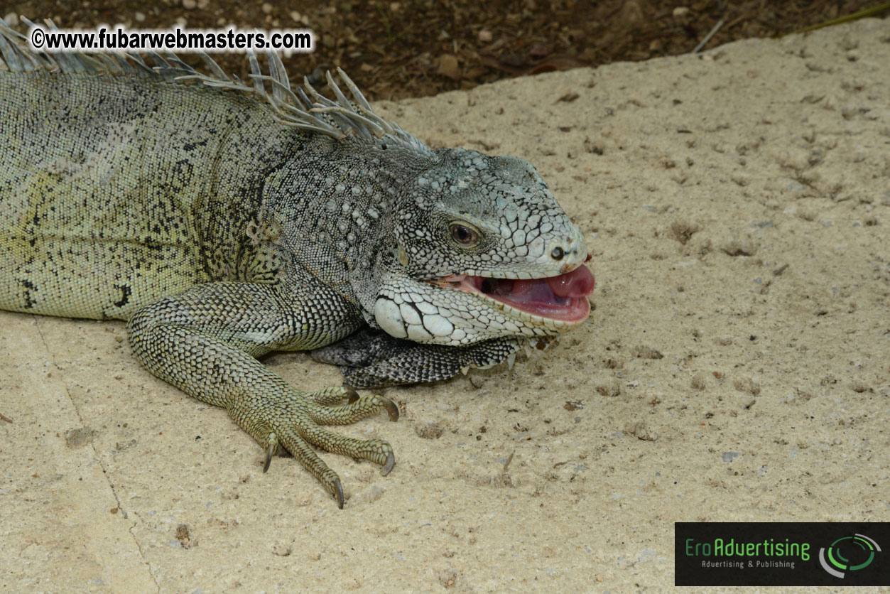 The Island Gathering Day 2