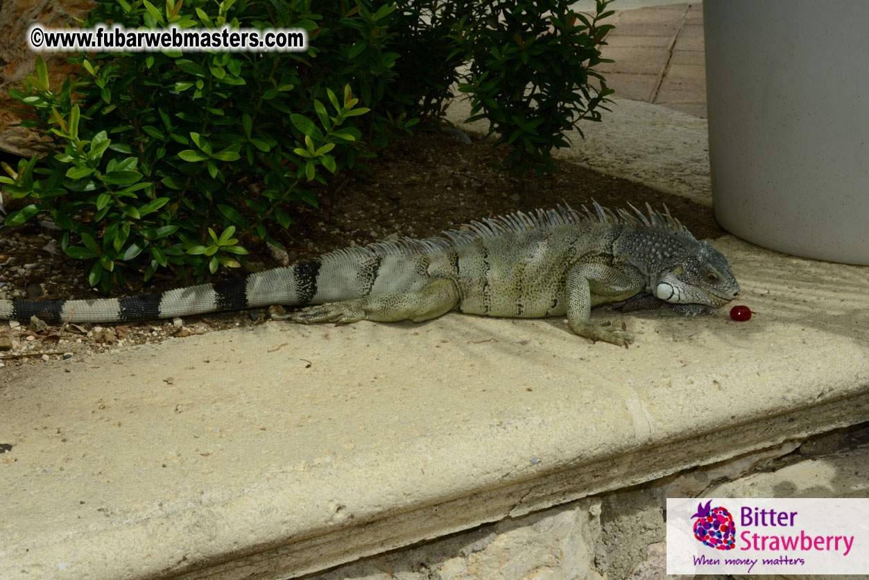 The Island Gathering Day 2