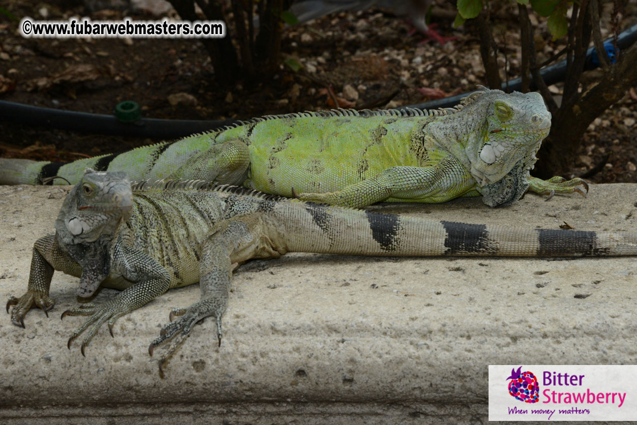 The Island Gathering Day 2