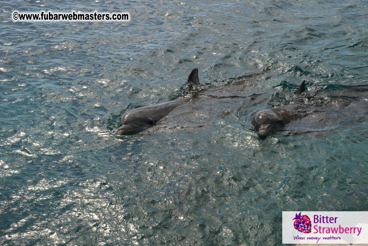 WireCard Dolphin Swim