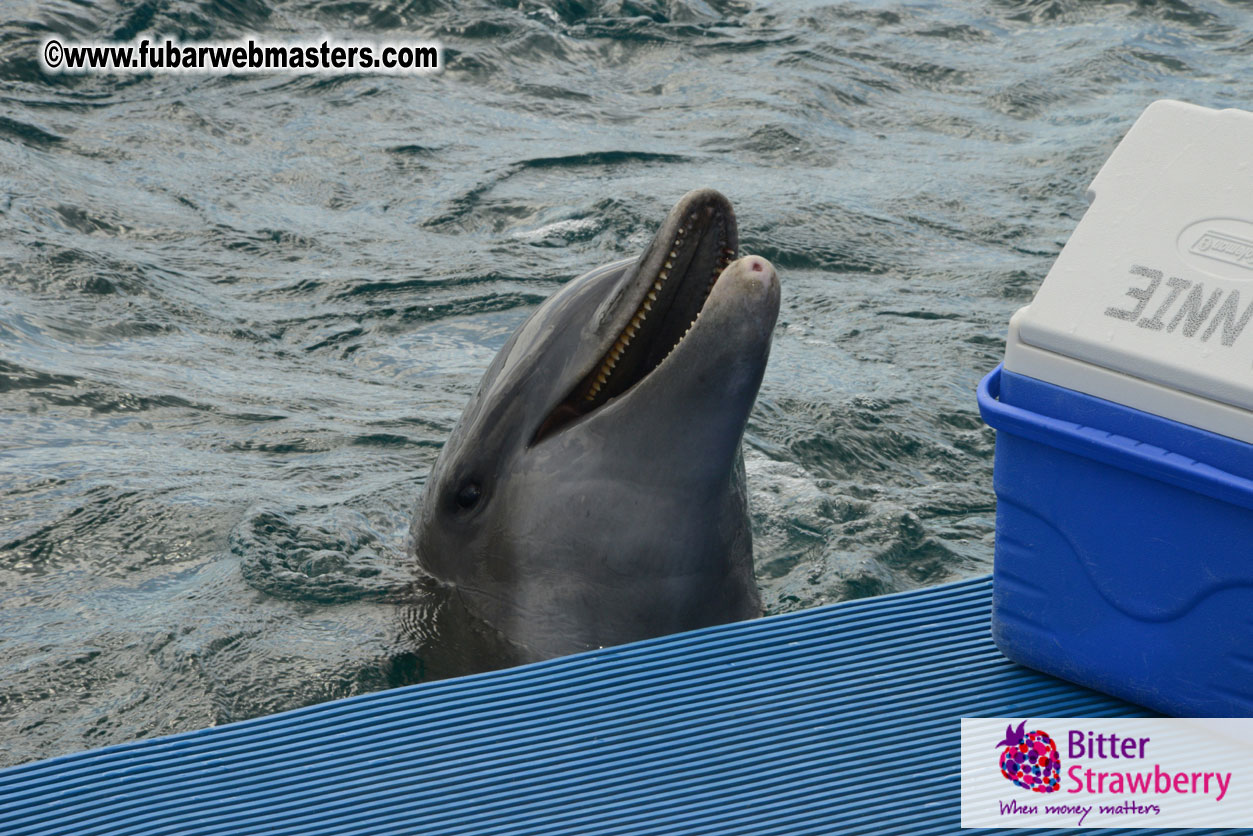 WireCard Dolphin Swim