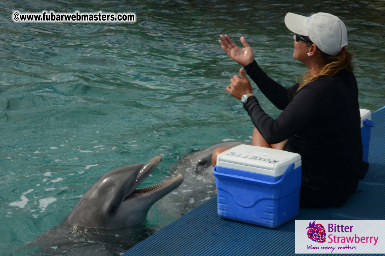 WireCard Dolphin Swim