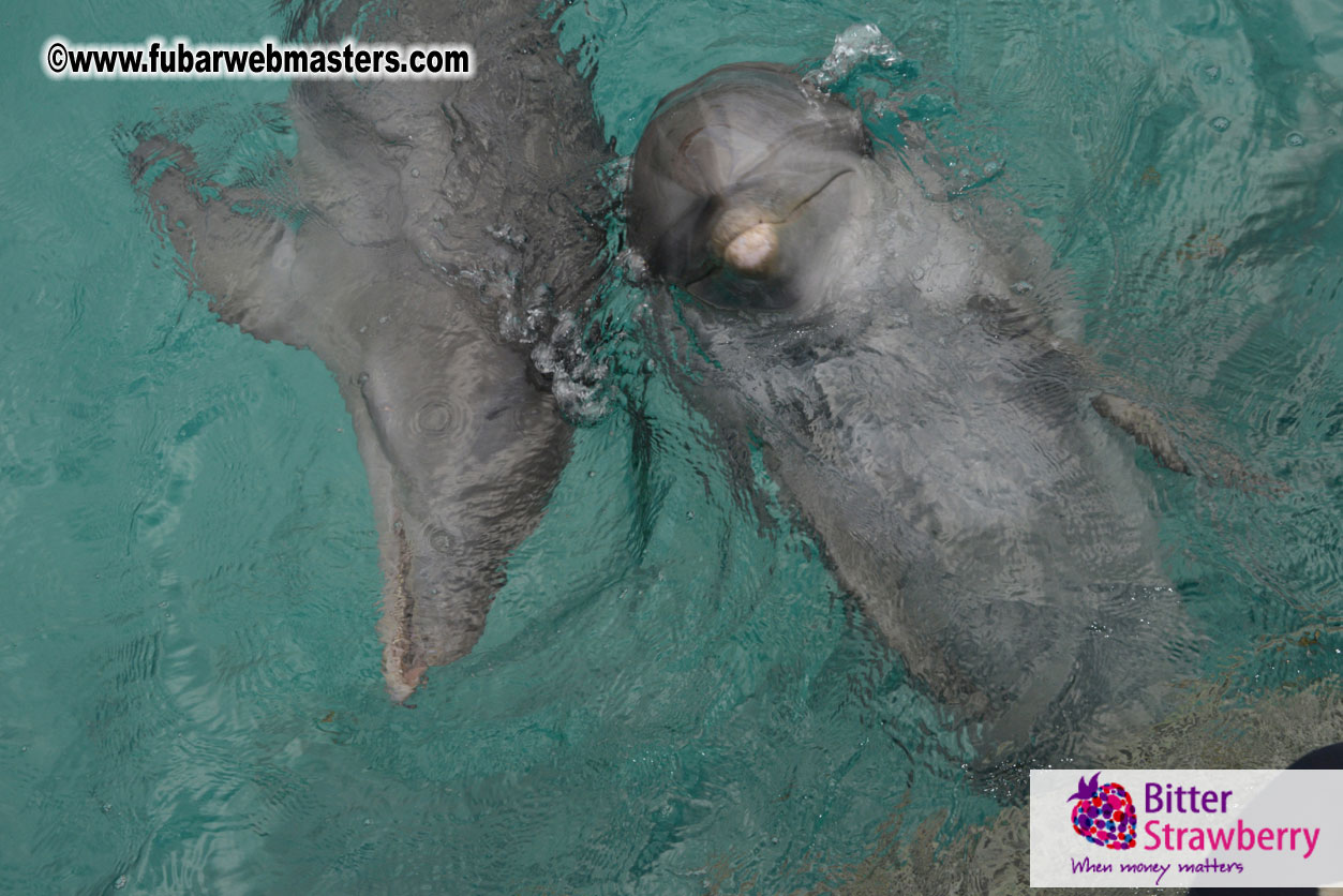 WireCard Dolphin Swim