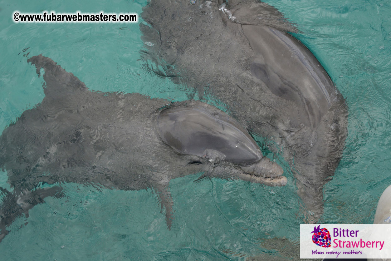 WireCard Dolphin Swim