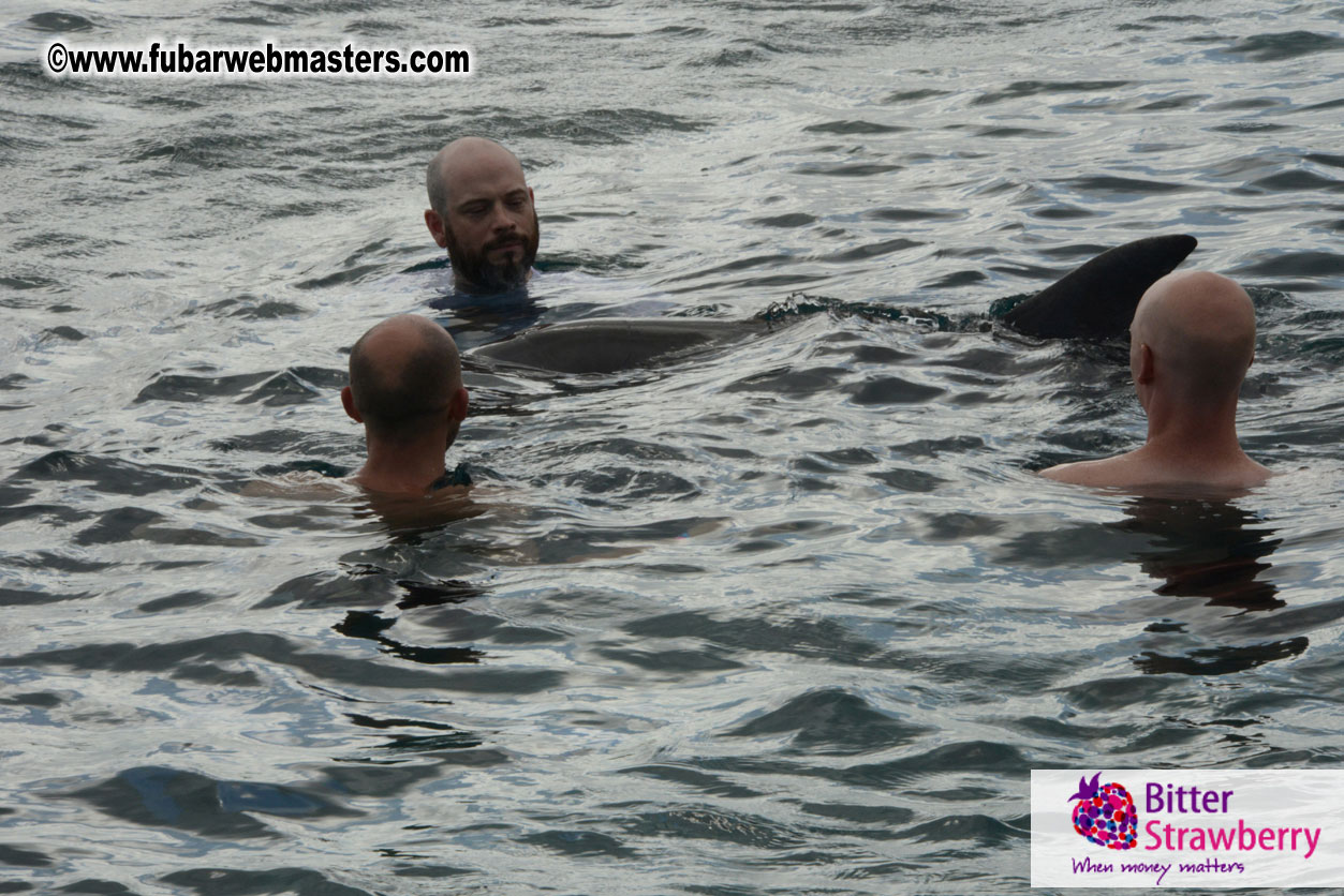 WireCard Dolphin Swim