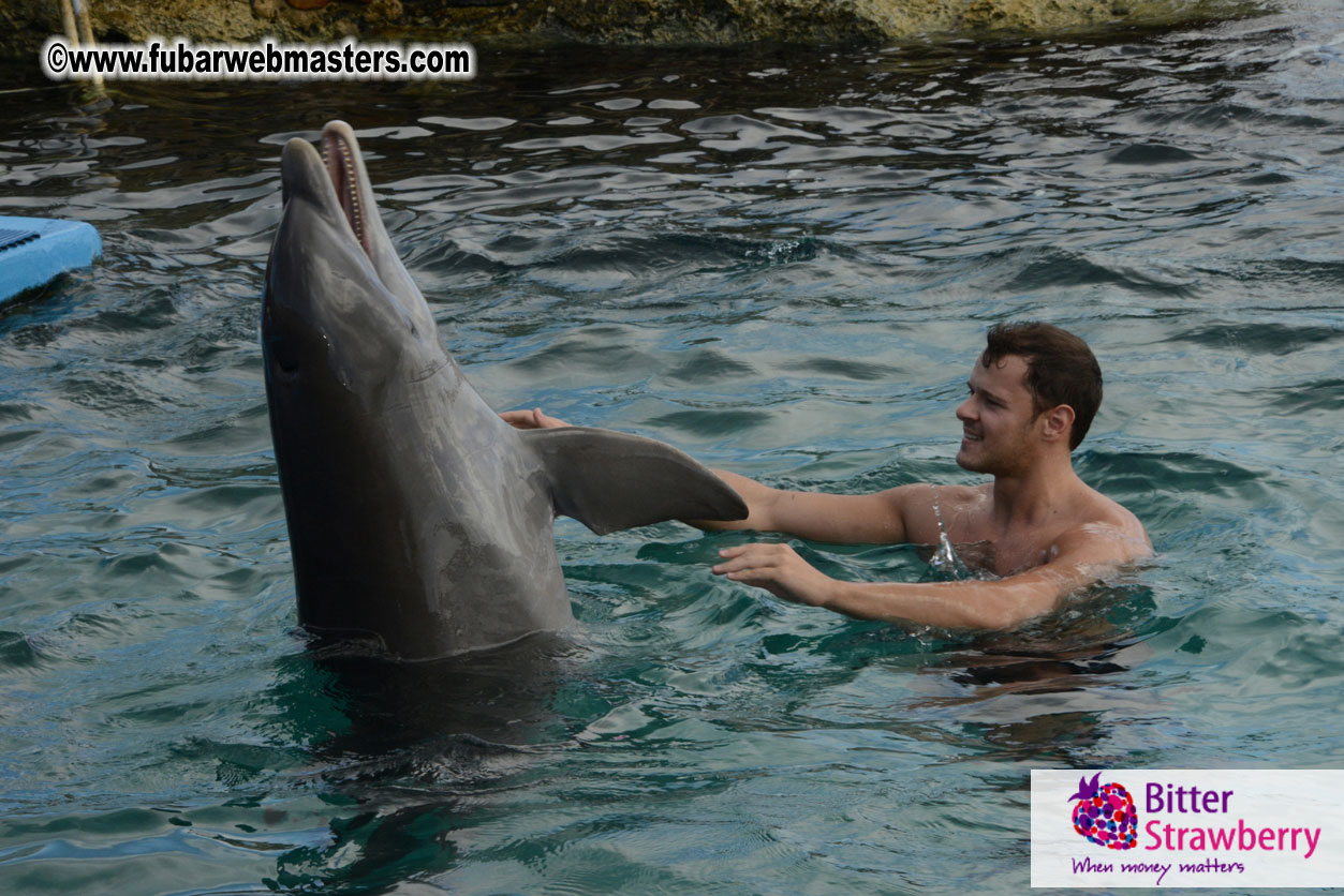 WireCard Dolphin Swim