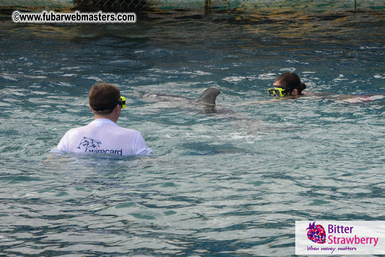 WireCard Dolphin Swim