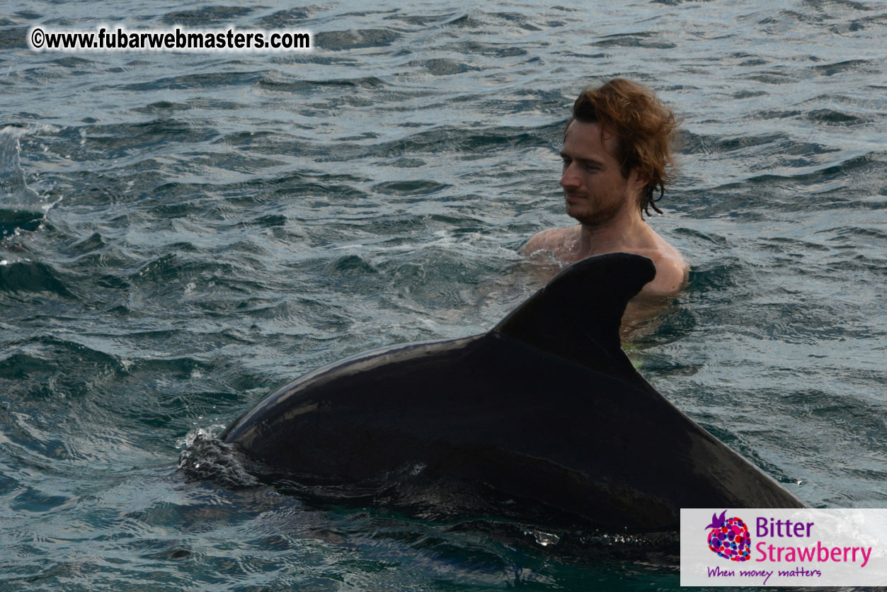 WireCard Dolphin Swim