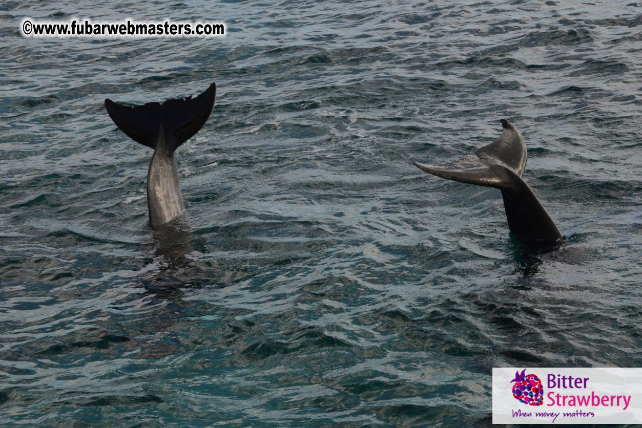 WireCard Dolphin Swim