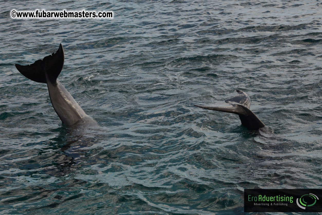 WireCard Dolphin Swim