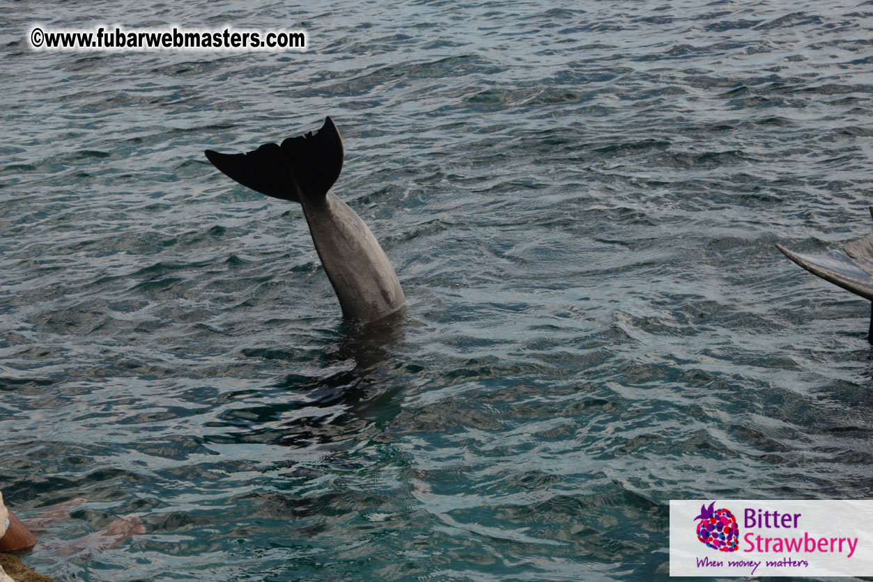 WireCard Dolphin Swim