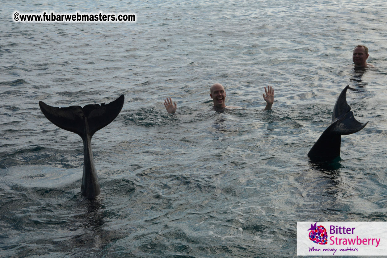 WireCard Dolphin Swim