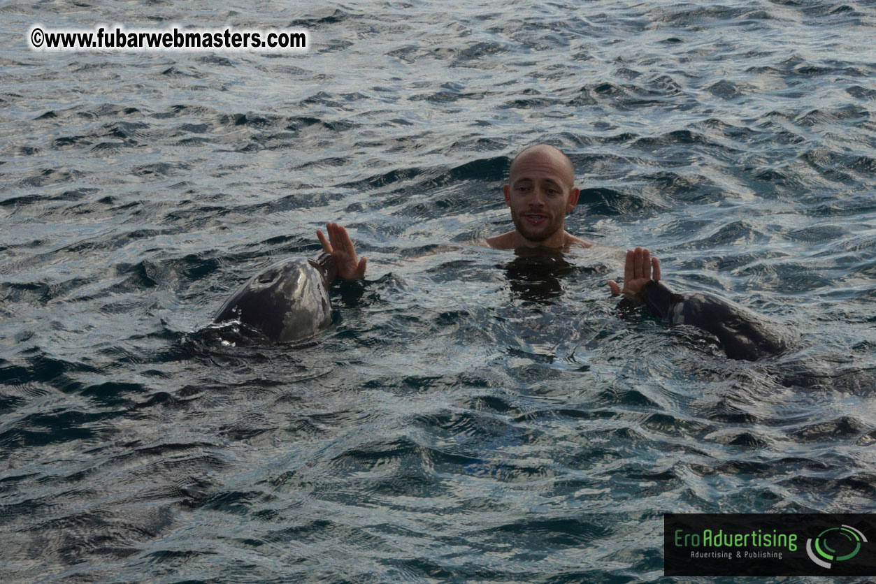 WireCard Dolphin Swim