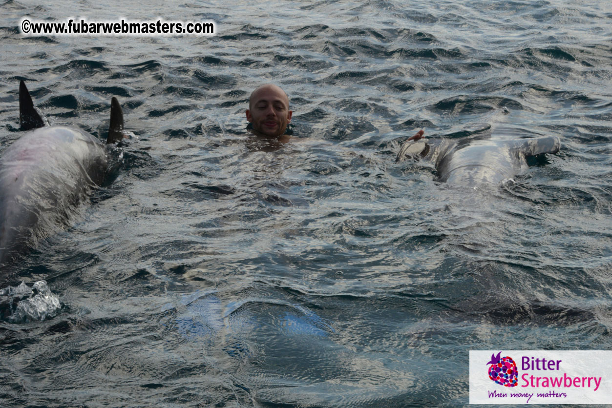 WireCard Dolphin Swim