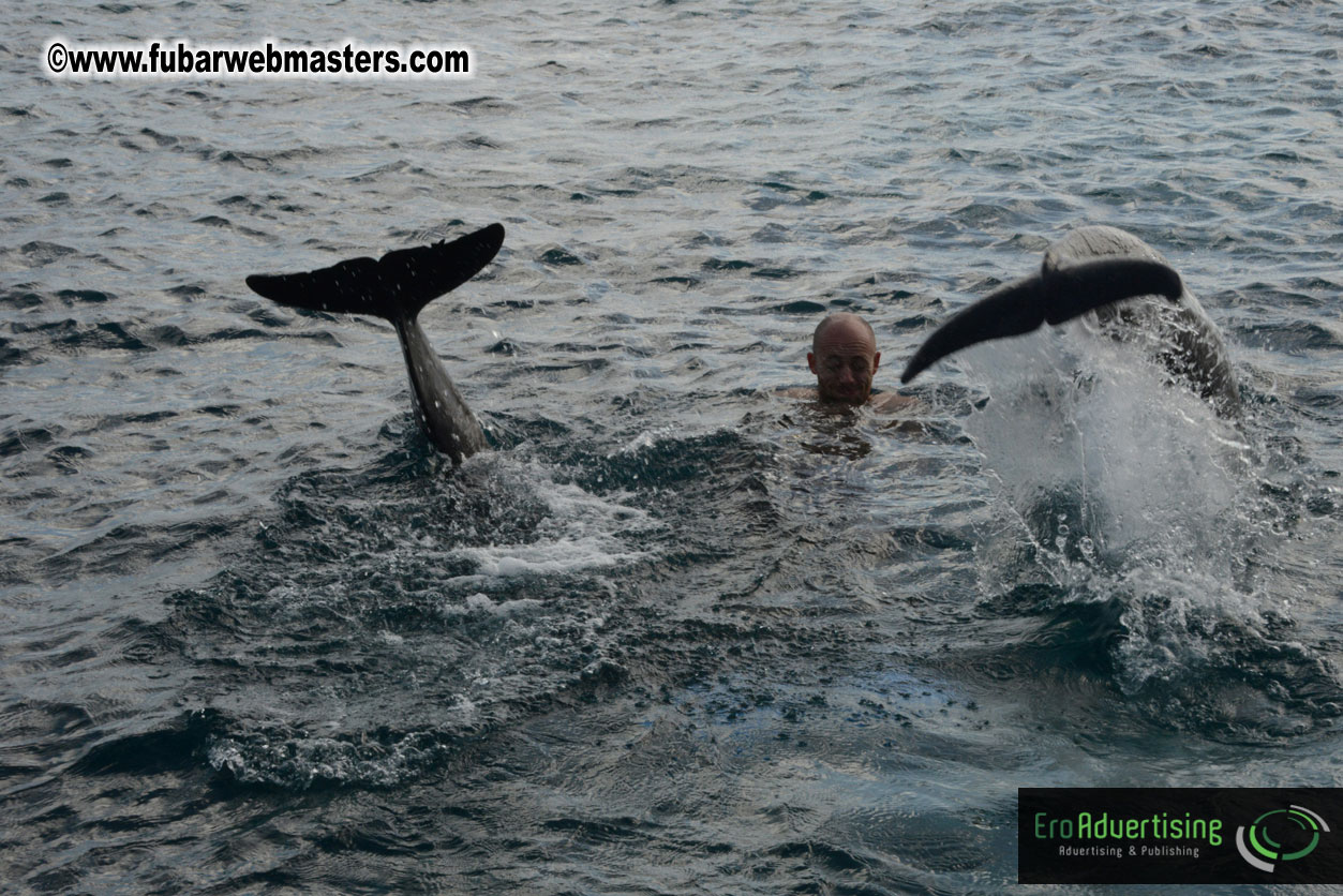 WireCard Dolphin Swim