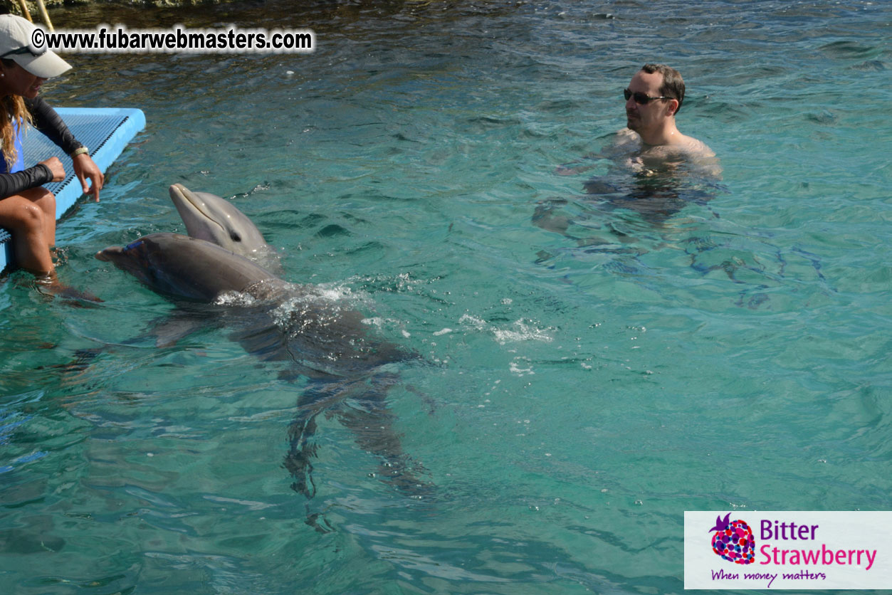 WireCard Dolphin Swim