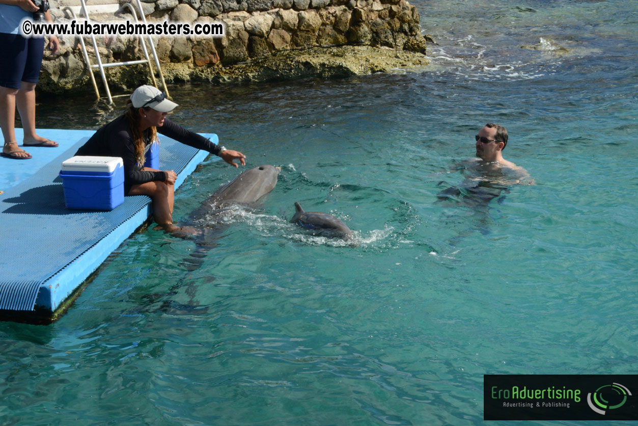 WireCard Dolphin Swim