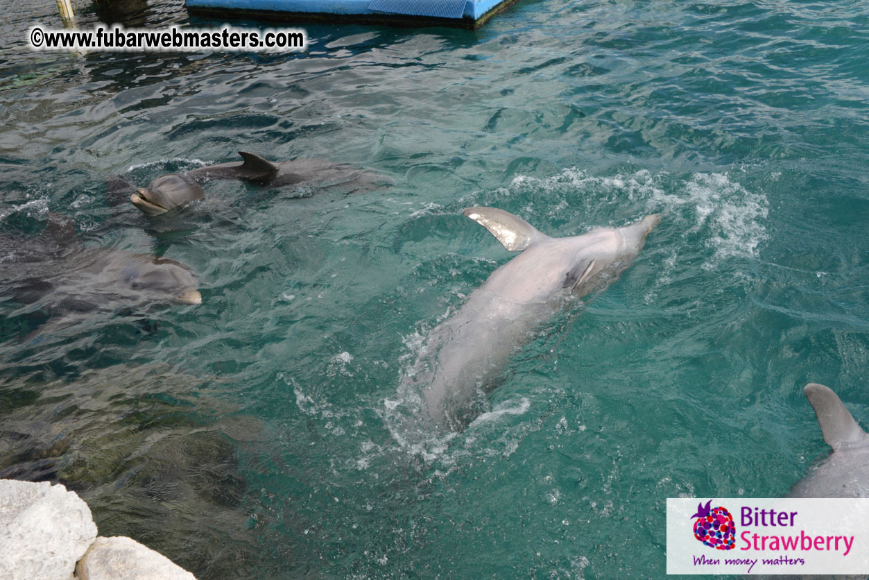 WireCard Dolphin Swim