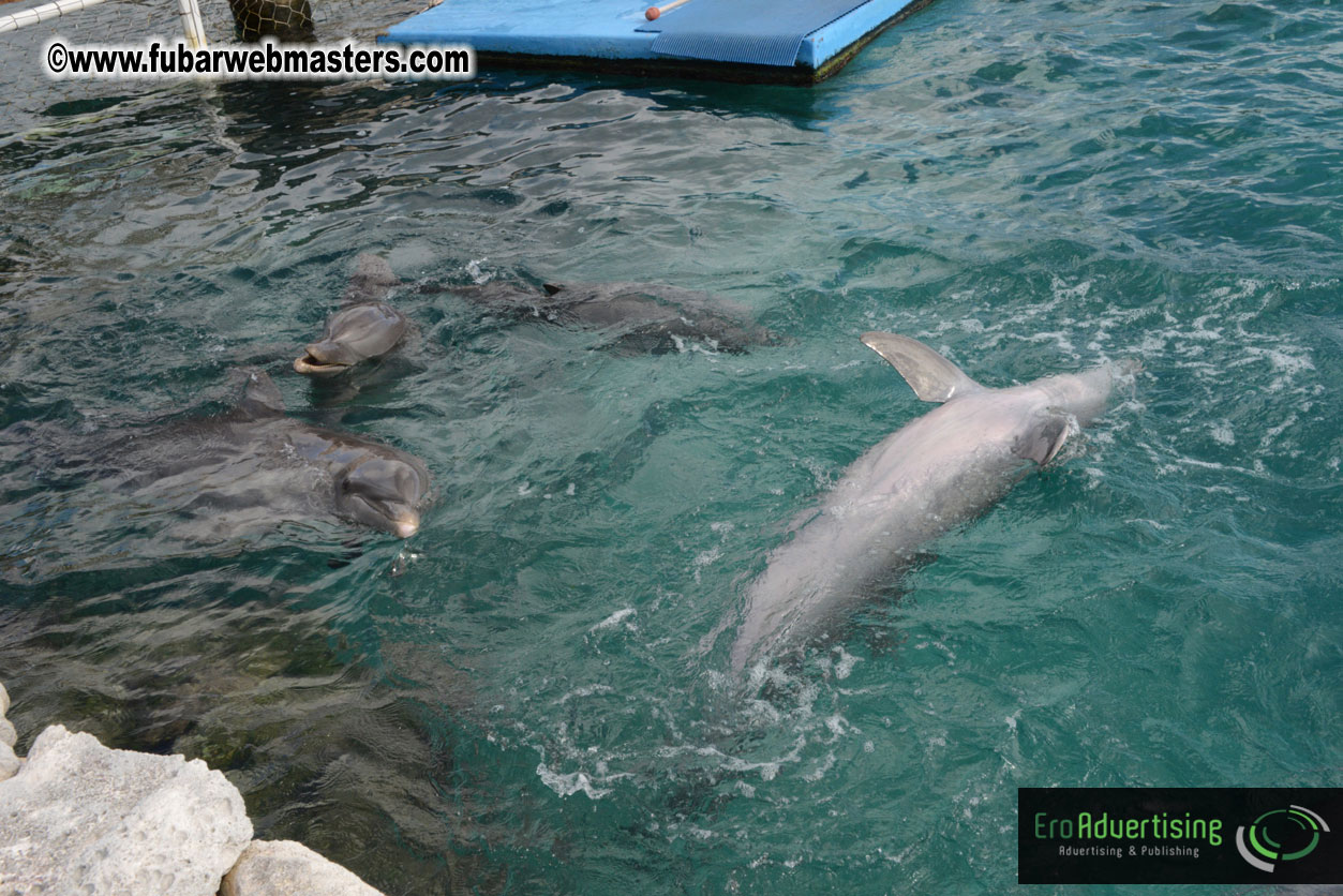 WireCard Dolphin Swim