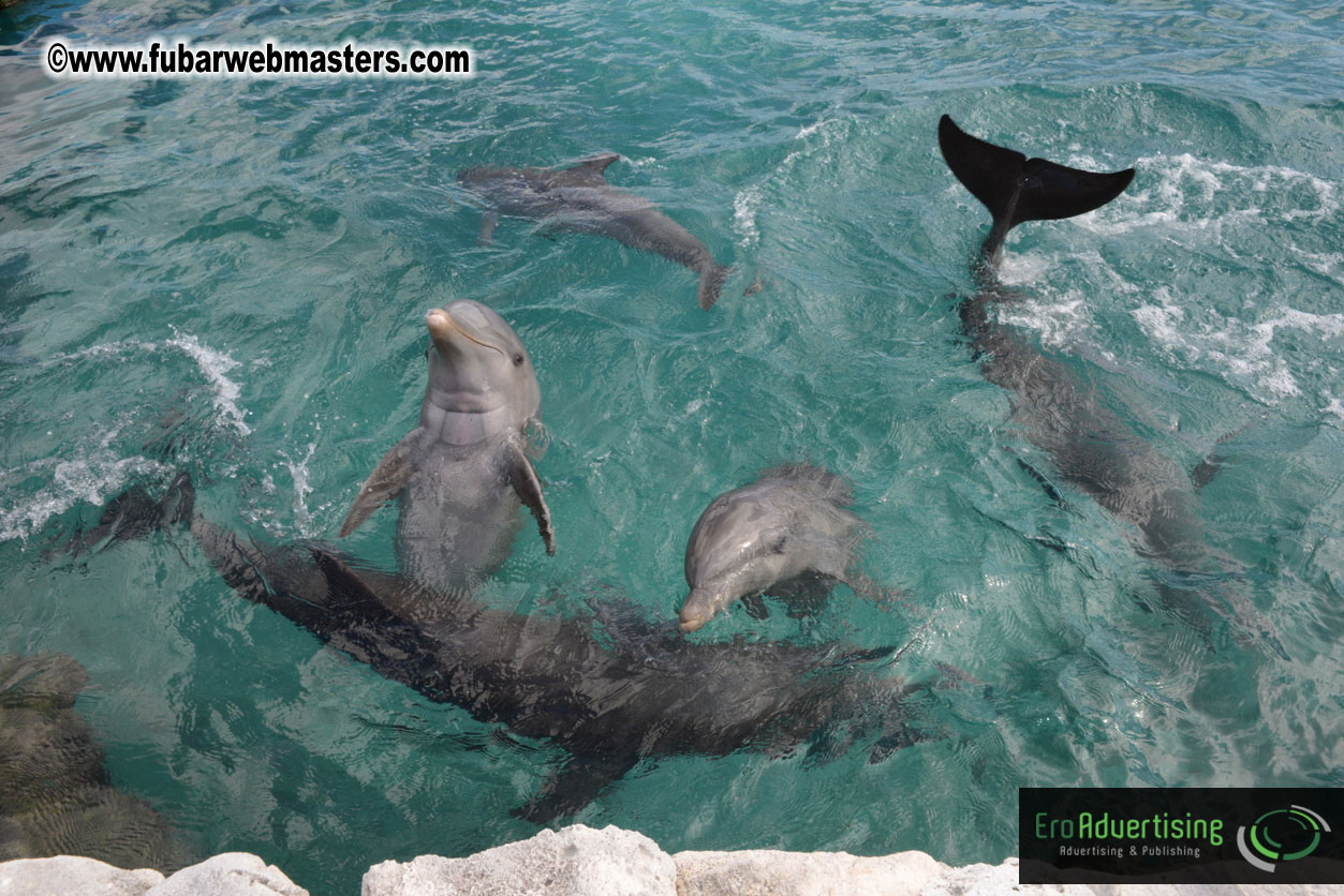 WireCard Dolphin Swim