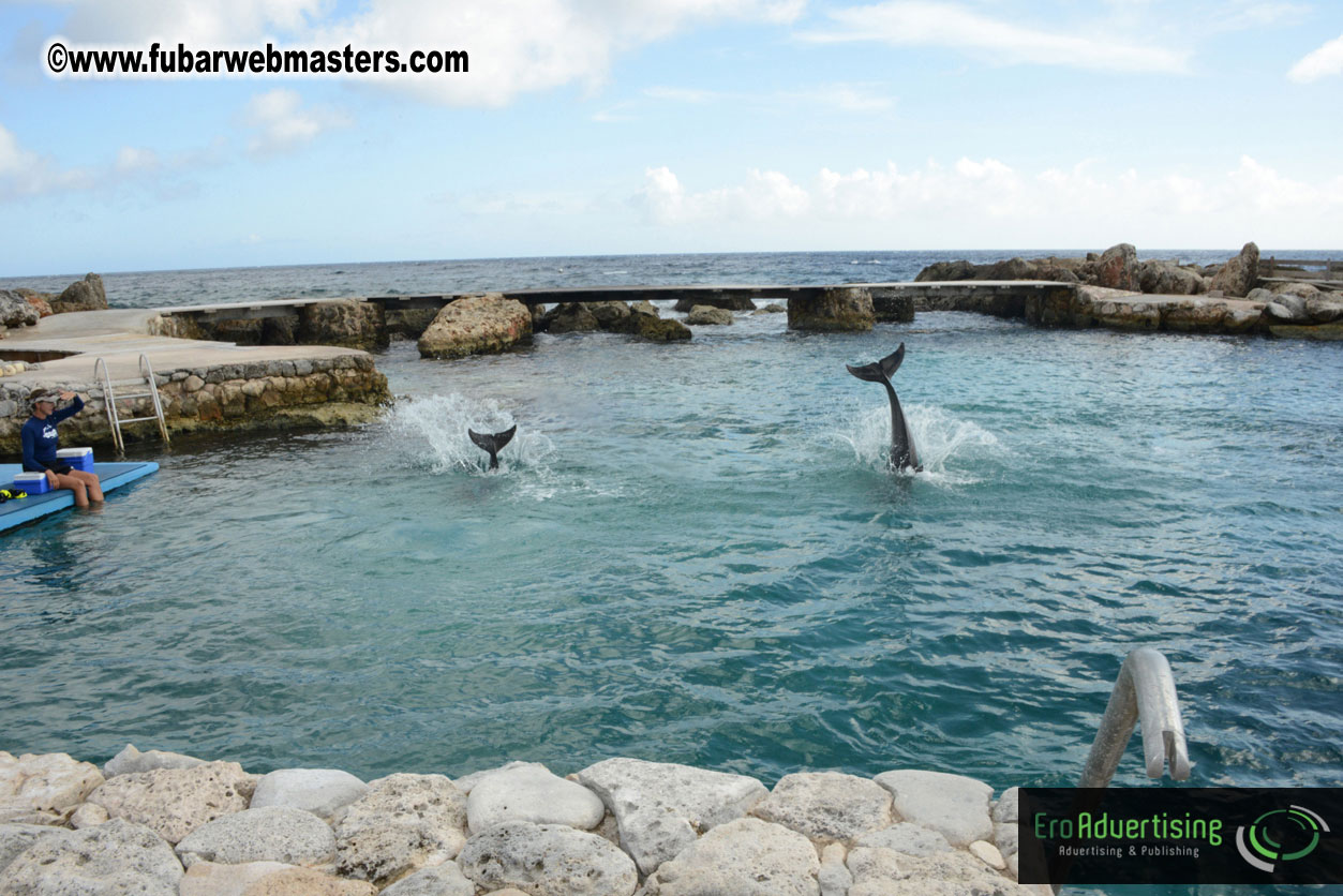 WireCard Dolphin Swim