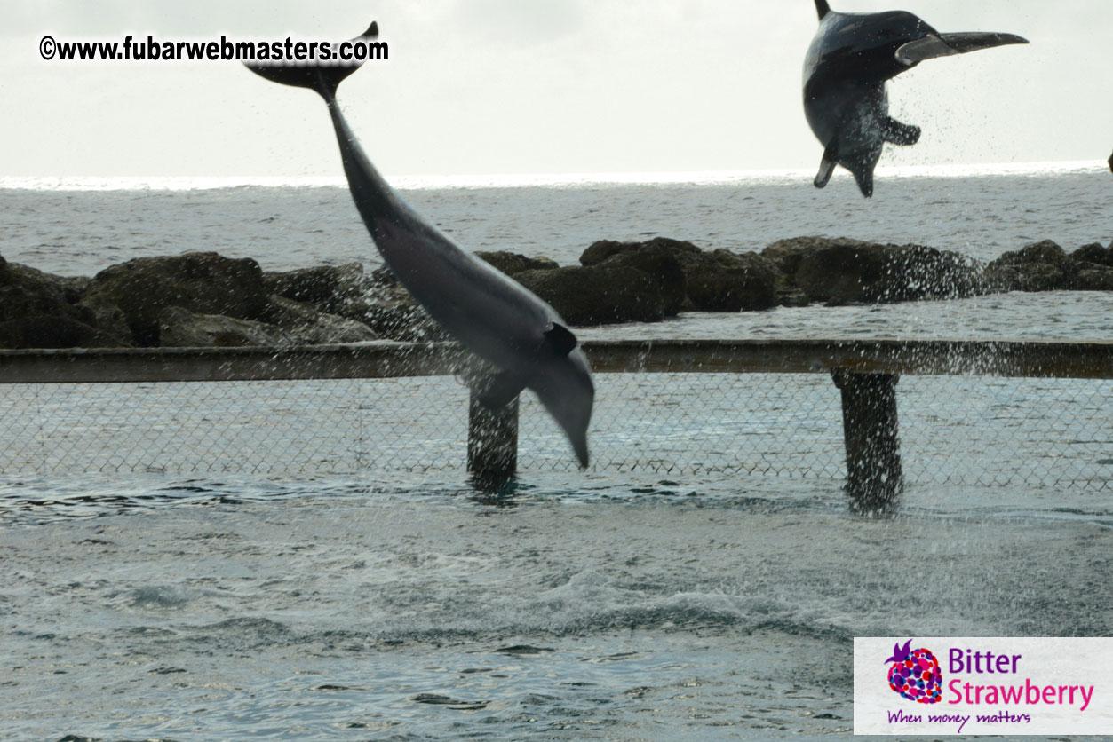 WireCard Dolphin Swim