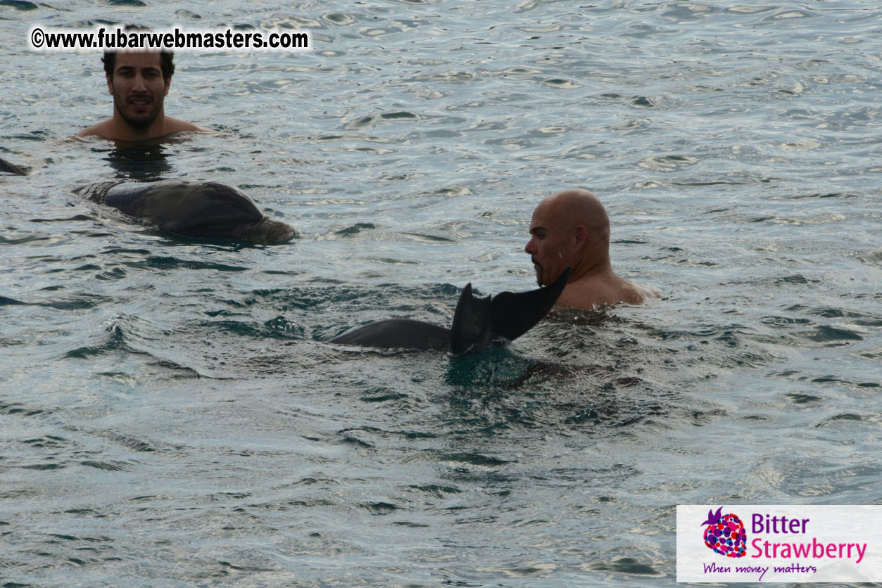 WireCard Dolphin Swim