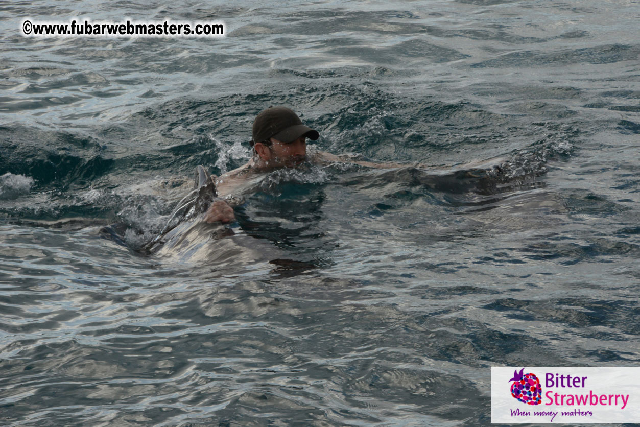 WireCard Dolphin Swim