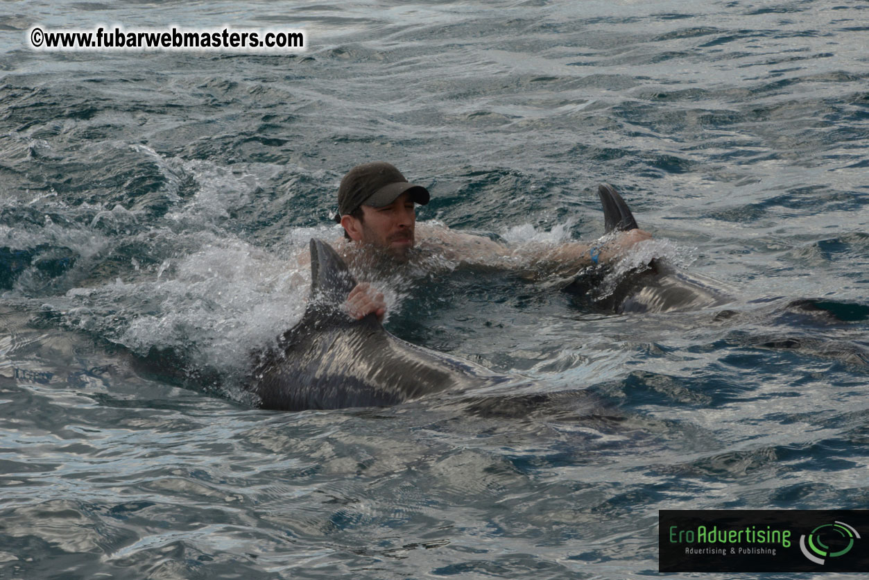 WireCard Dolphin Swim